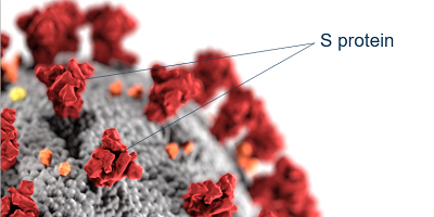Фаговий коктейль як основа для вакцини проти COVID-19